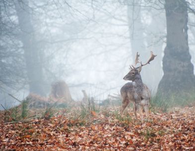 Deer in the morning mist