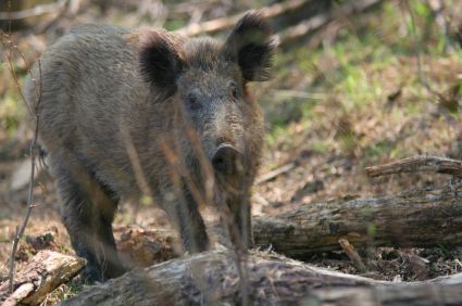 Wild Boar