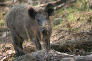 Wild Boar
